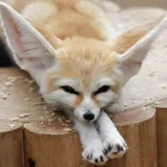 Fennec_Fox.jpg