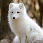 FgBoVf753w9efjLgMw6pjLrW