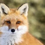 animal-de-poder-raposa
